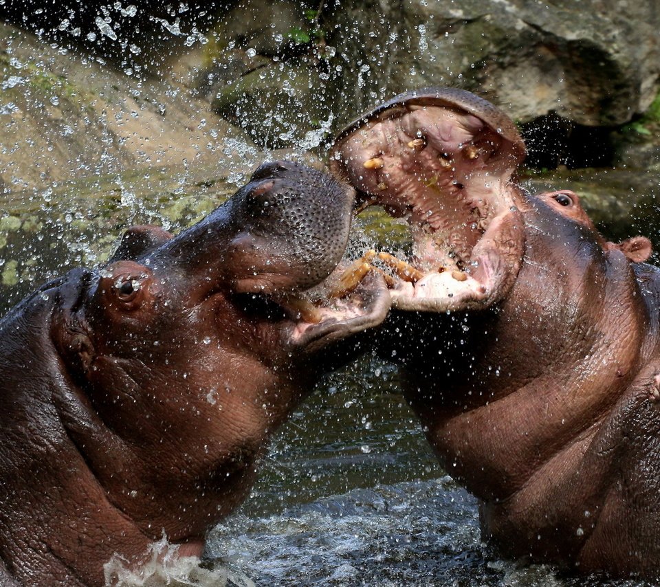 Обои вода, брызги, бегемоты, water, squirt, hippos разрешение 1920x1200 Загрузить