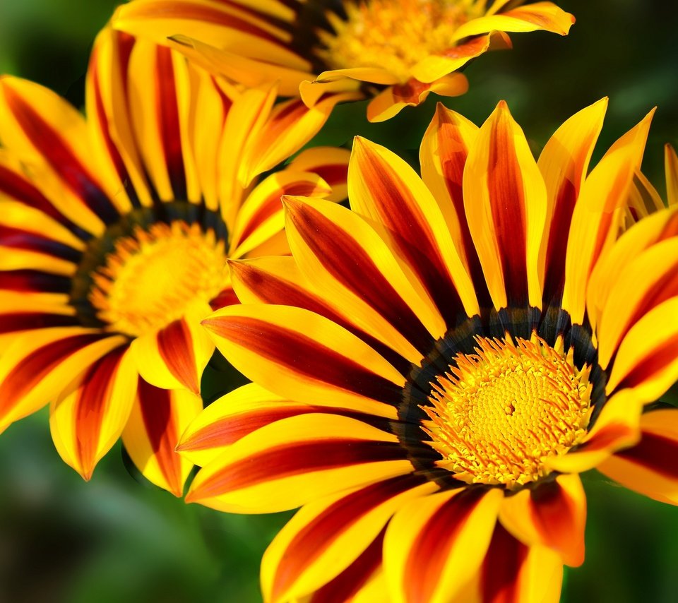 Обои цветы, макро, лепестки, яркие, газания, flowers, macro, petals, bright, gazania разрешение 2048x1365 Загрузить