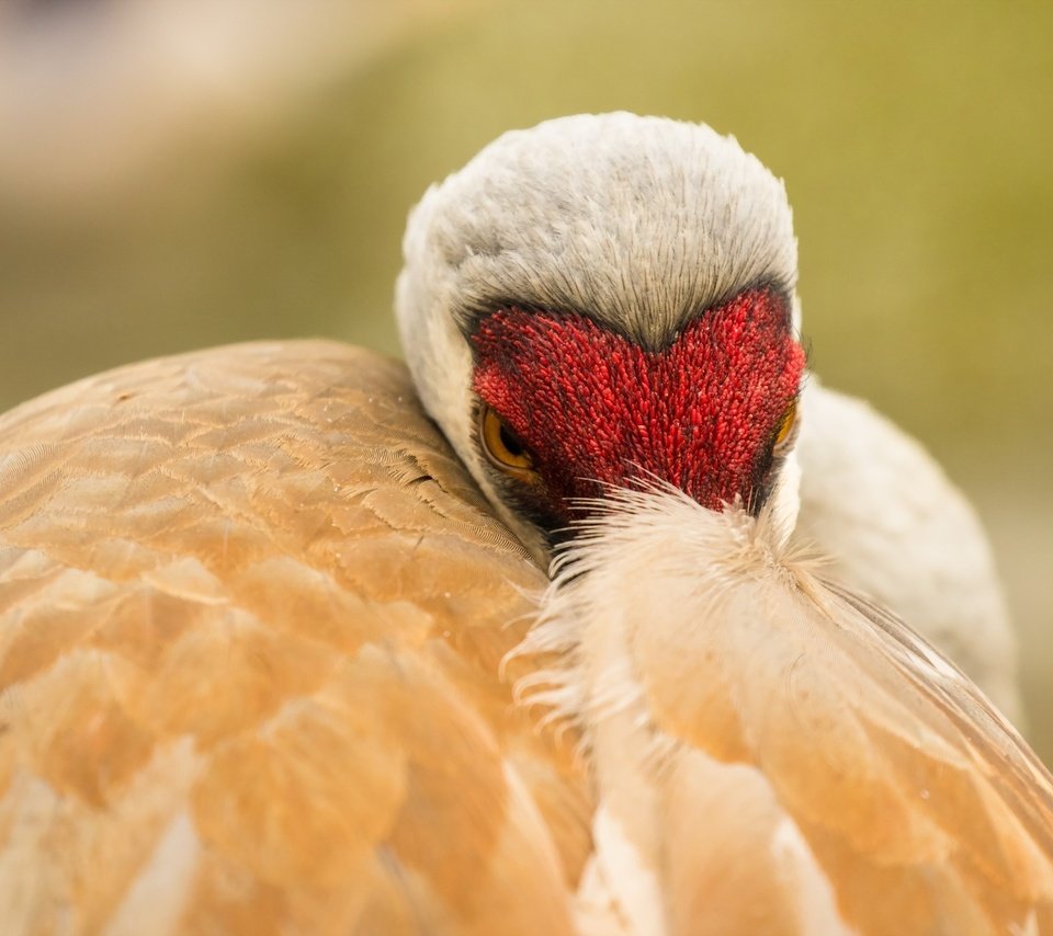 Обои природа, птица, клюв, перья, журавль, sandhill crane, nature, bird, beak, feathers, crane разрешение 2560x1707 Загрузить