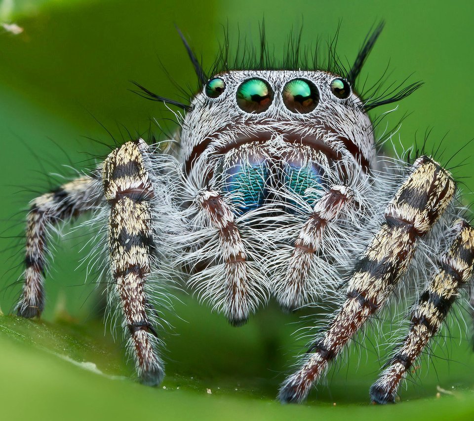Обои глаза, макро, насекомое, паук, лапки, паук-скакунчик, джампер, паук-скакун, eyes, macro, insect, spider, legs, spider-skakuny, jumper, spider-racer разрешение 1920x1200 Загрузить