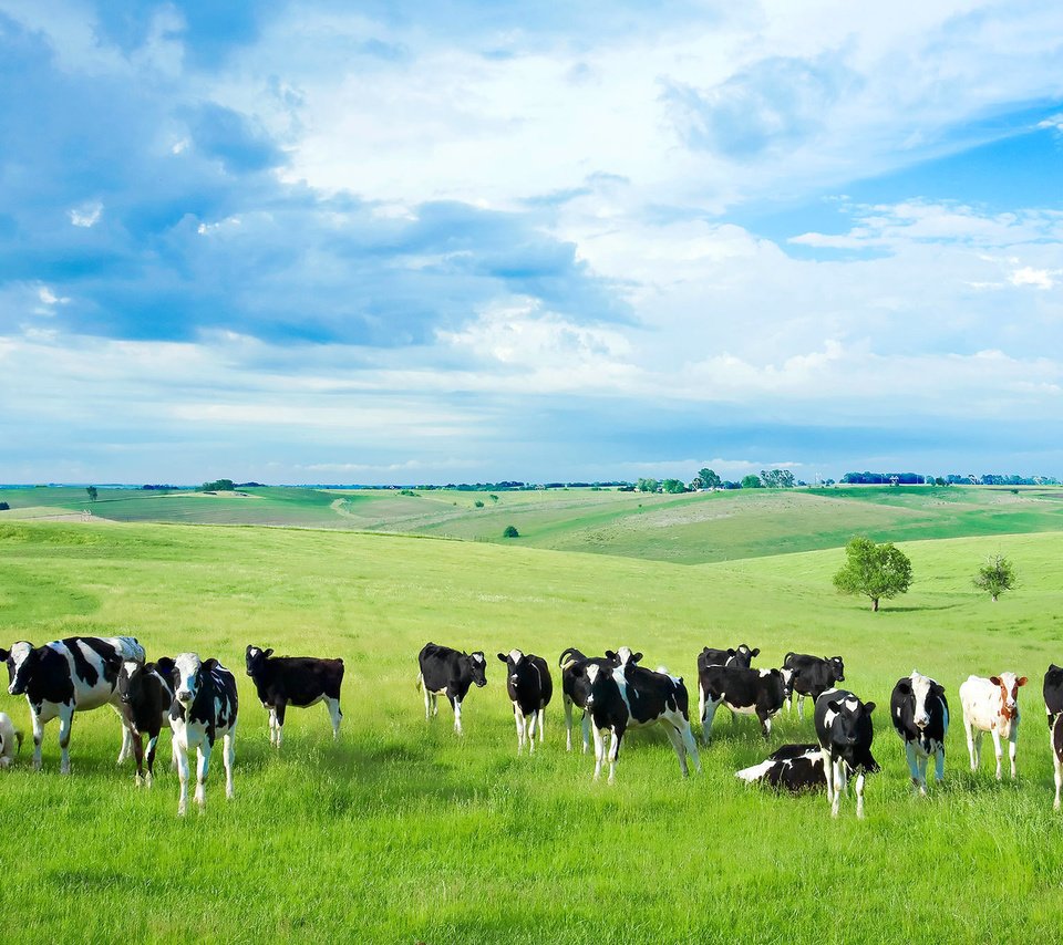 Обои природа, животные, поле, коровы, nature, animals, field, cows разрешение 2048x1365 Загрузить