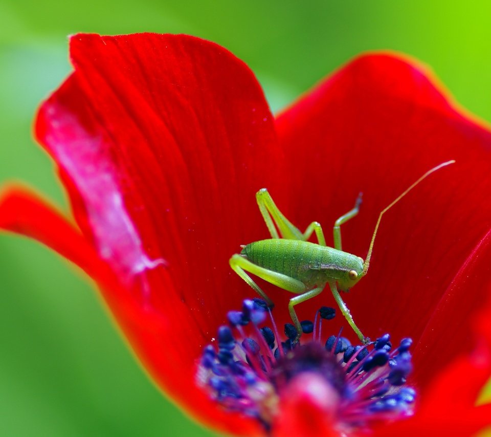 Обои макро, насекомое, цветок, мак, кузнечик, ziva & amir, macro, insect, flower, mac, grasshopper разрешение 3023x2174 Загрузить