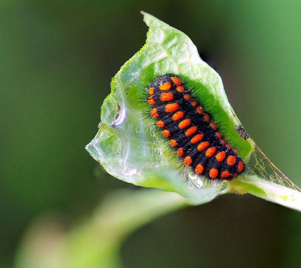 Обои макро, насекомое, лист, растение, гусеница, ziva & amir, macro, insect, sheet, plant, caterpillar разрешение 3393x2224 Загрузить