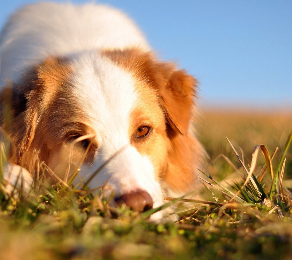 Обои трава, мордочка, взгляд, собака, австралийская овчарка, grass, muzzle, look, dog, australian shepherd разрешение 1920x1200 Загрузить