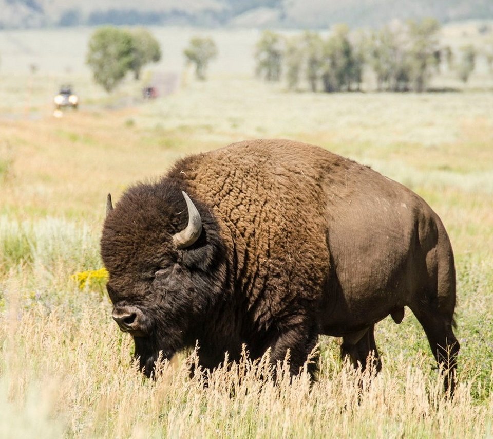 Обои природа, пейзаж, рога, бизон, plains bison, степной бизон, буффало, nature, landscape, horns, buffalo разрешение 1920x1080 Загрузить