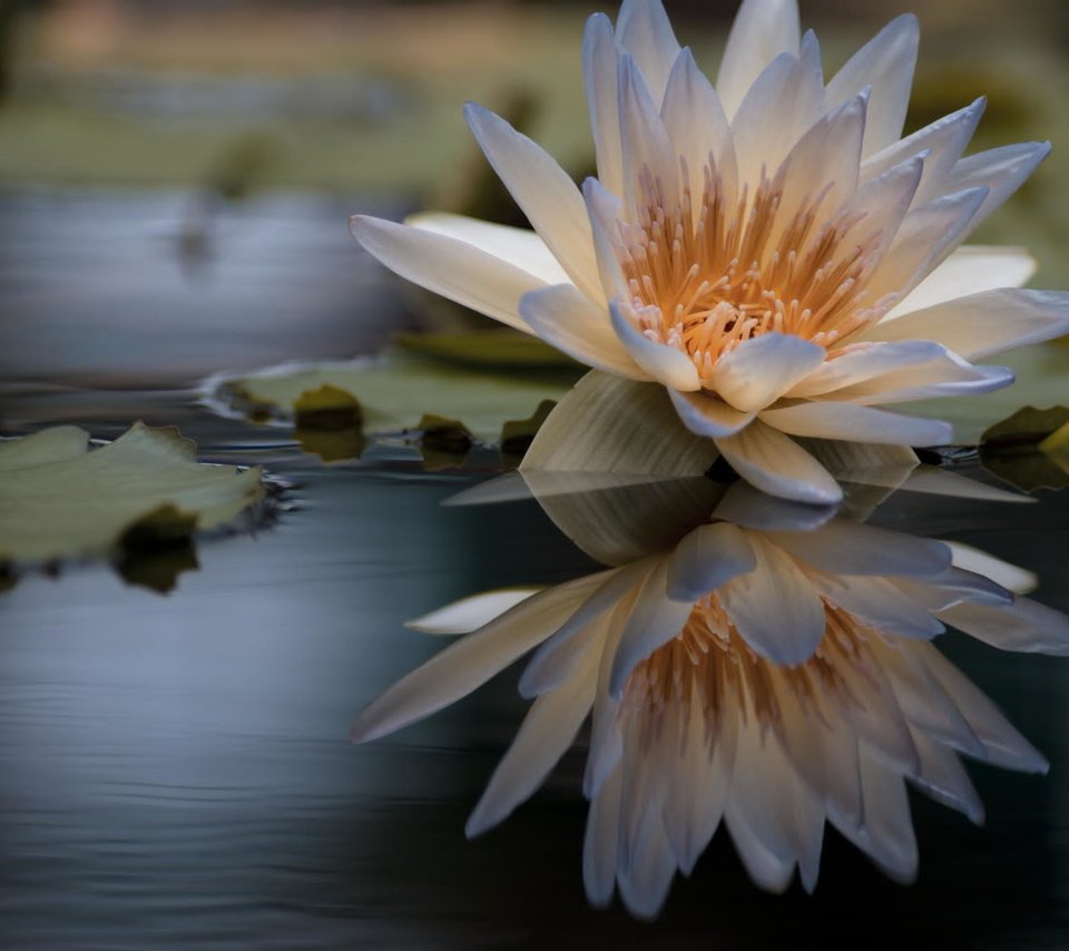 Обои вода, отражение, цветок, лилия, кувшинка, нимфея, водяная лилия, water, reflection, flower, lily, nymphaeum, water lily разрешение 2048x1356 Загрузить