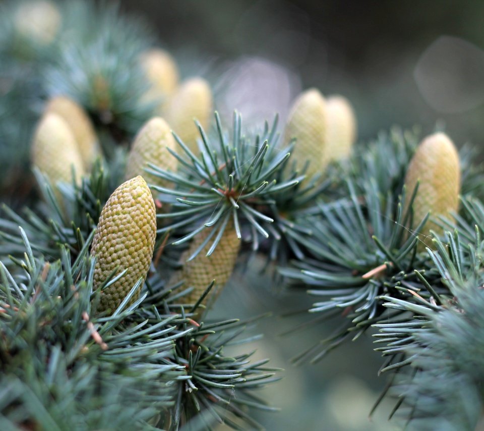 Обои природа, хвоя, макро, ветки, ель, шишки, еловая ветка, nature, needles, macro, branches, spruce, bumps, spruce branch разрешение 4272x2848 Загрузить