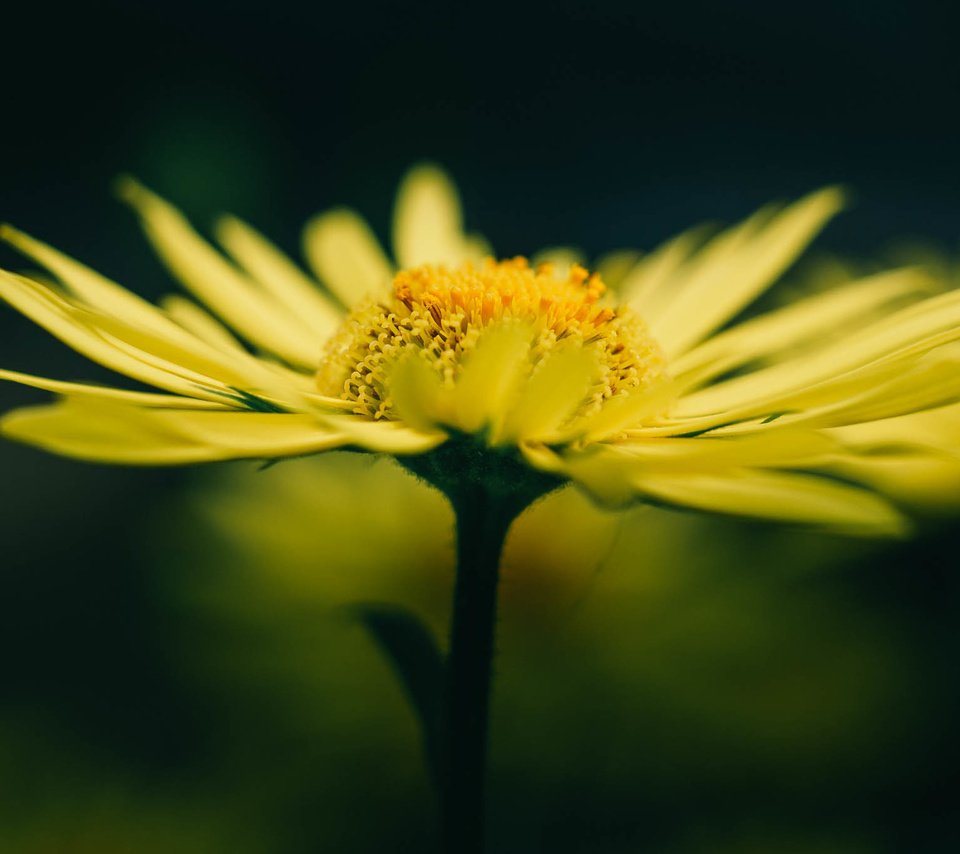 Обои желтый, макро, цветок, лето, лепестки, размытость, желтые, yellow, macro, flower, summer, petals, blur разрешение 2048x1365 Загрузить