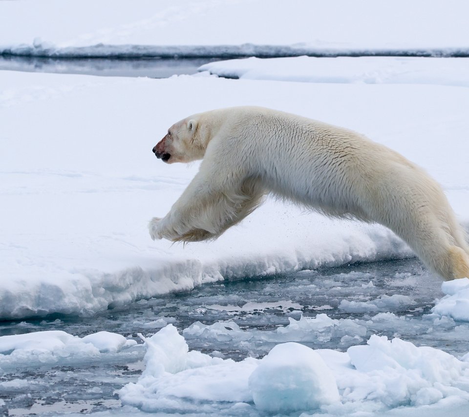 Обои полярный медведь, медведь, лёд, белый, прыжок, белый медведь, polar bear, bear, ice, white, jump разрешение 2883x1918 Загрузить