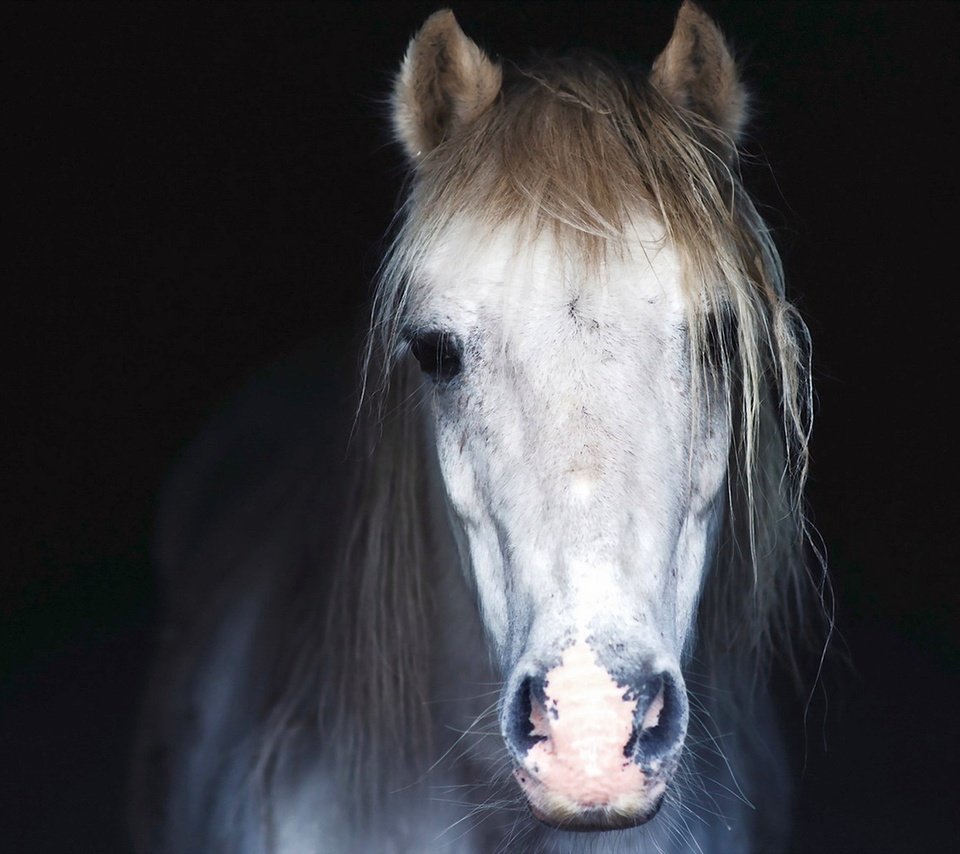 Обои морда, лошадь, фон, конь, грива, face, horse, background, mane разрешение 1920x1200 Загрузить