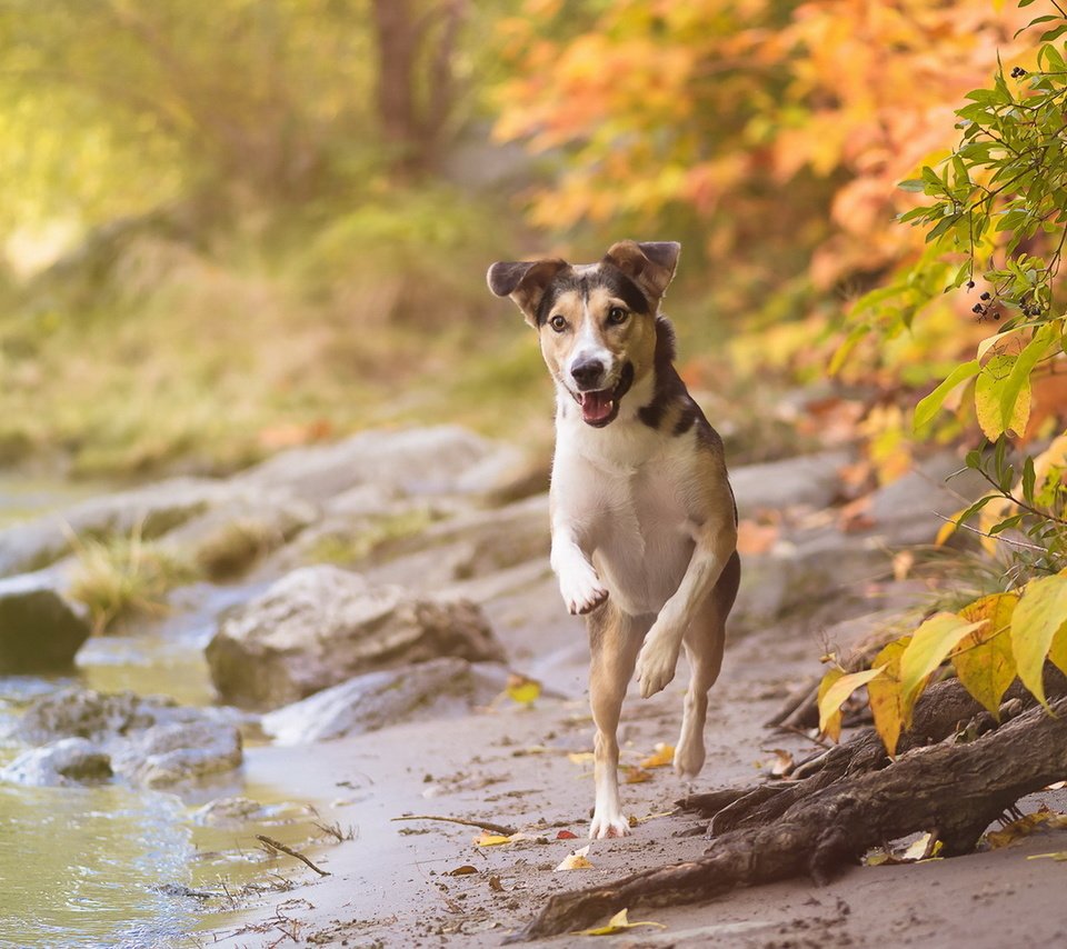 Обои взгляд, осень, собака, друг, look, autumn, dog, each разрешение 1920x1151 Загрузить