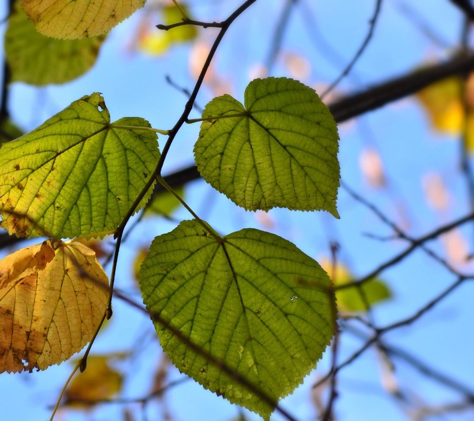 Обои природа, листья, осень, nature, leaves, autumn разрешение 2048x1363 Загрузить