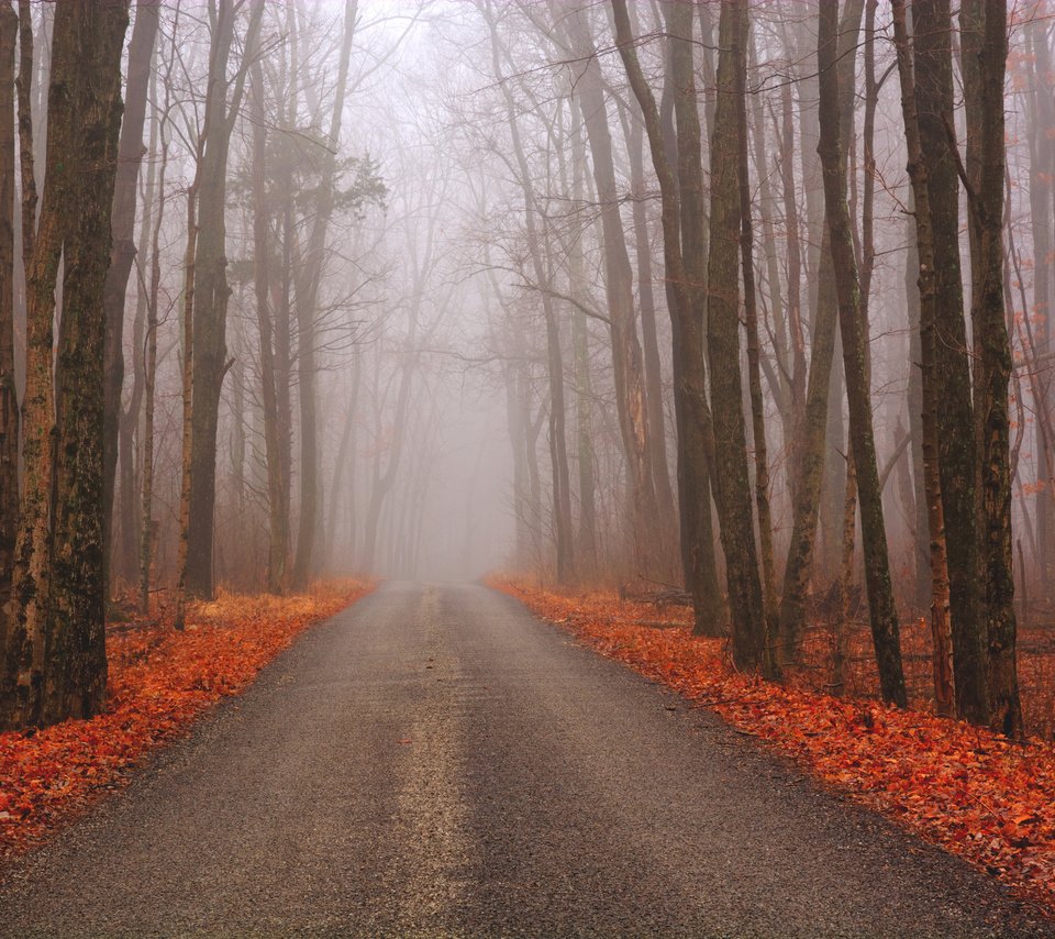 Обои дорога, лес, осень, road, forest, autumn разрешение 2048x1364 Загрузить