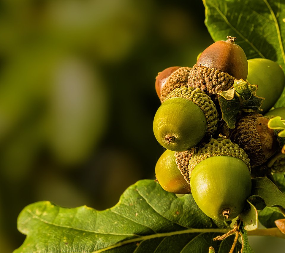 Обои природа, листья, макро, жёлуди, nature, leaves, macro, acorns разрешение 2048x1365 Загрузить