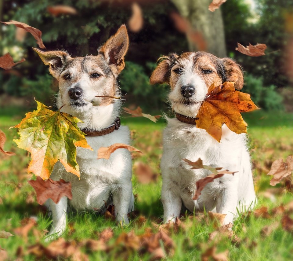 Обои листья, осень, парочка, собаки, джек-рассел-терьер, leaves, autumn, a couple, dogs, jack russell terrier разрешение 3600x2700 Загрузить