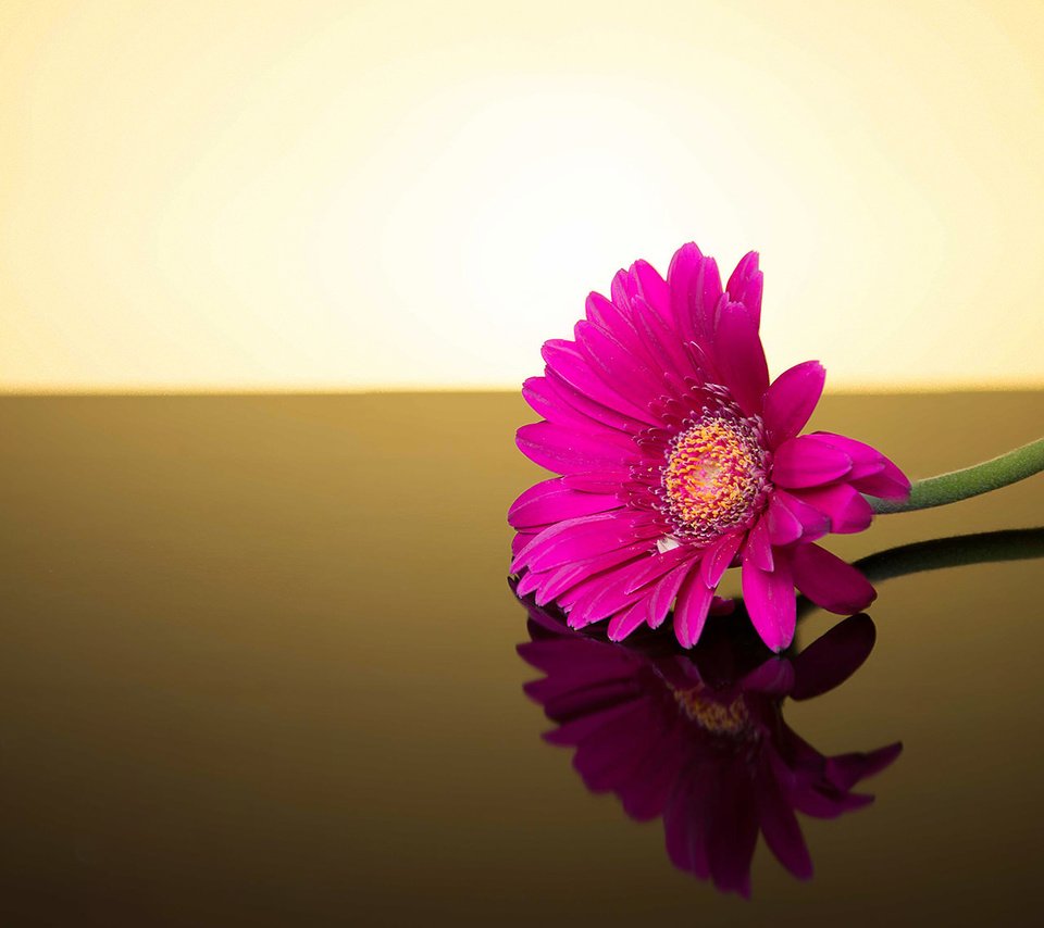 Обои фон, цветок, гербера, background, flower, gerbera разрешение 2048x1135 Загрузить