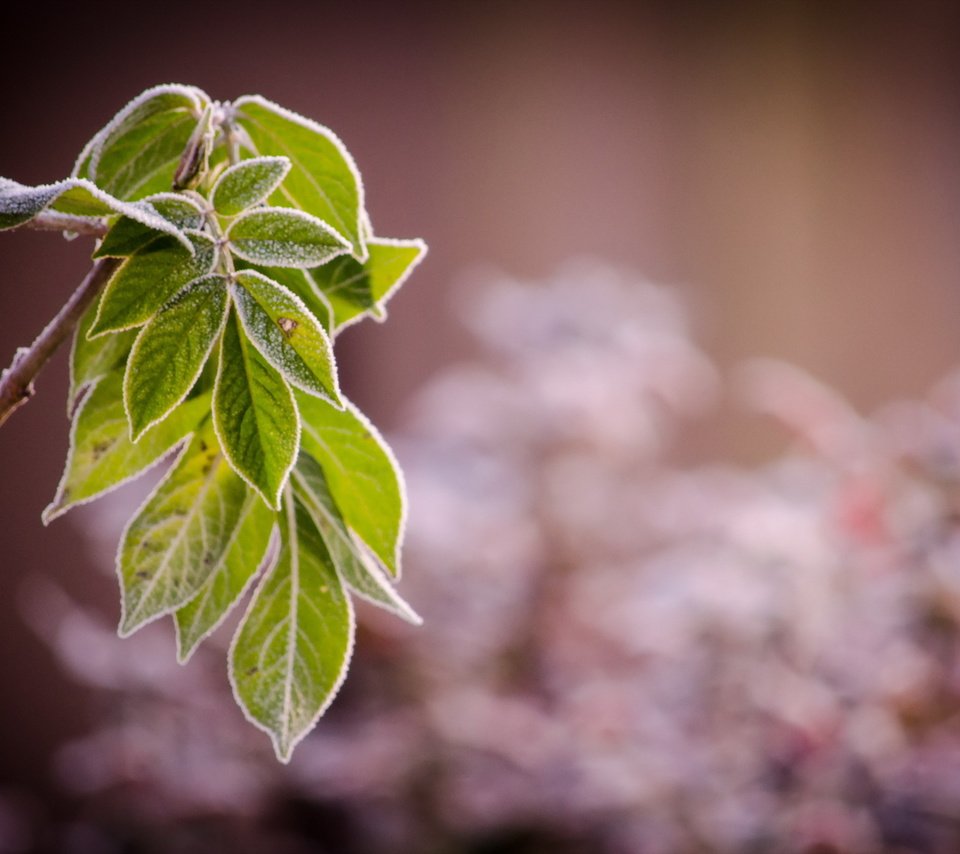 Обои ветка, природа, листья, иней, branch, nature, leaves, frost разрешение 2560x1600 Загрузить