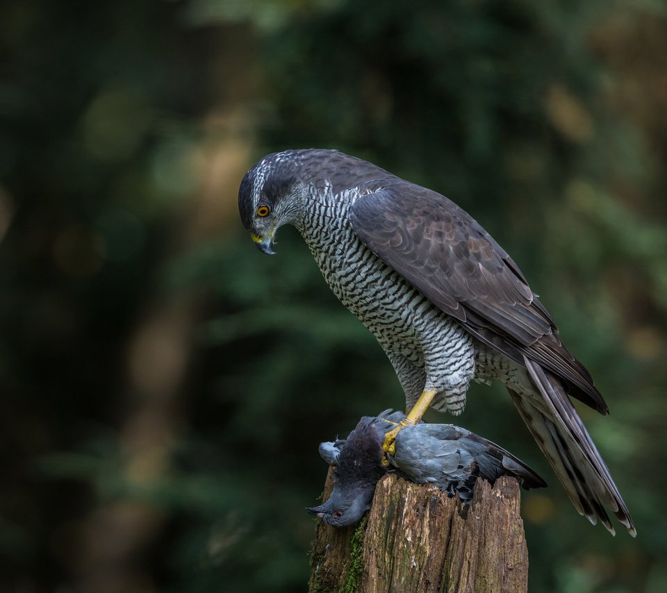 Обои природа, птица, добыча, ястреб, хищная, ястреб-тетеревятник, nature, bird, mining, hawk, predatory, goshawk разрешение 2048x1365 Загрузить