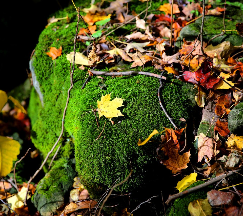 Обои природа, листья, ветки, осень, камень, мох, осенние листья, nature, leaves, branches, autumn, stone, moss, autumn leaves разрешение 2048x1365 Загрузить