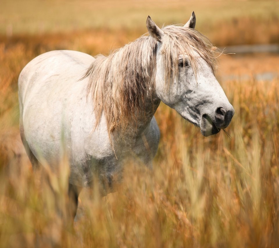 Обои морда, лошадь, портрет, поле, конь, белая, злаки, пасётся, face, horse, portrait, field, white, cereals, grazing разрешение 2669x1800 Загрузить