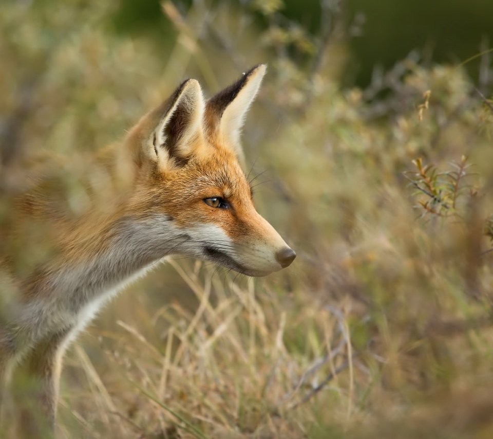 Обои природа, лиса, nature, fox разрешение 2047x1287 Загрузить