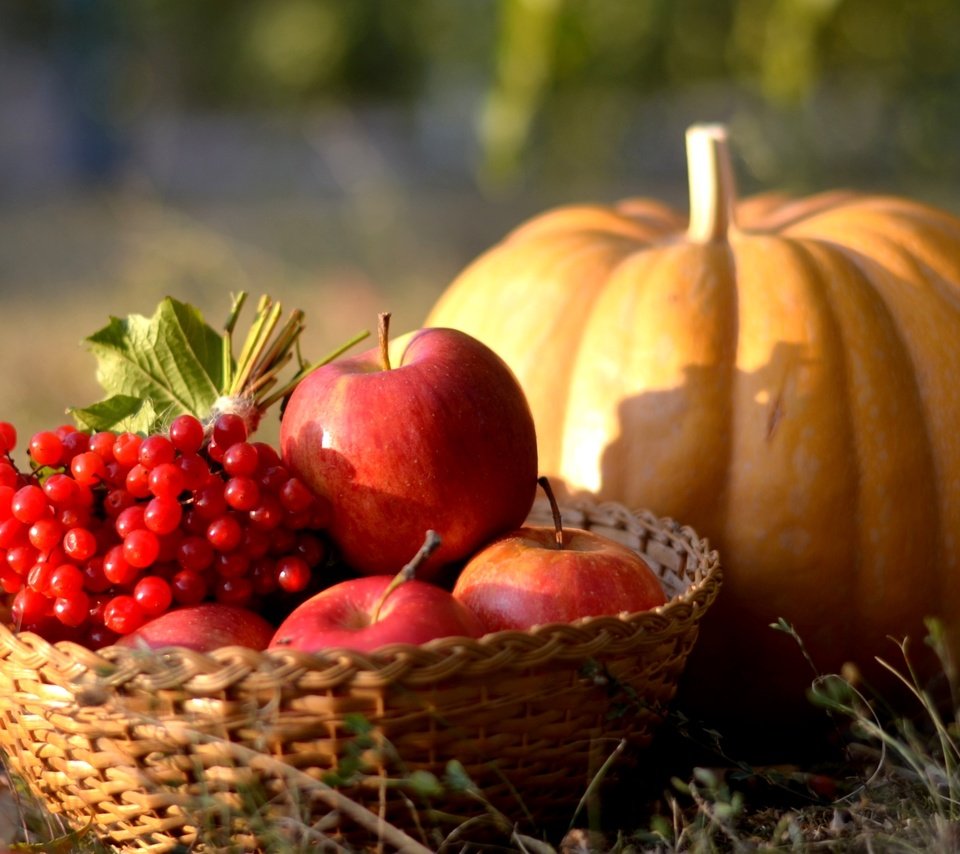 Обои яблоки, осень, ягоды, плоды, тыква, калина, apples, autumn, berries, fruit, pumpkin, kalina разрешение 2400x1523 Загрузить