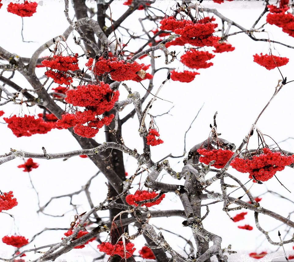 Обои природа, зима, ветки, ягоды, рябина, nature, winter, branches, berries, rowan разрешение 1920x1265 Загрузить