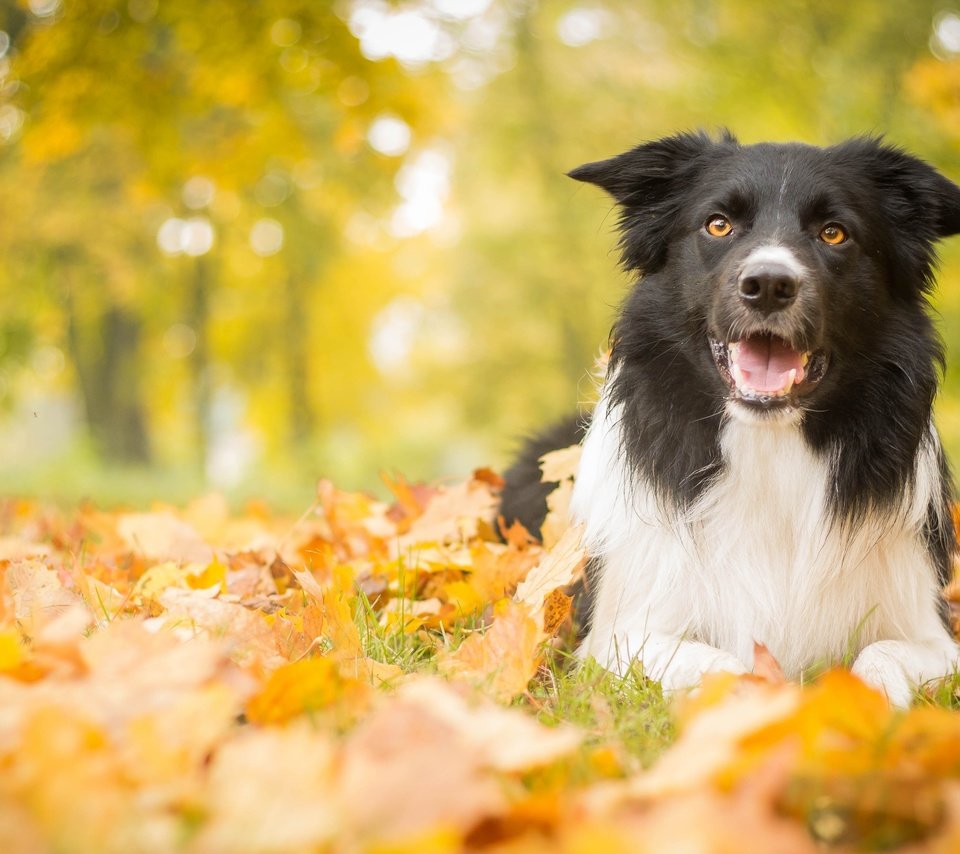 Обои листья, парк, осень, собака, leaves, park, autumn, dog разрешение 4272x2661 Загрузить