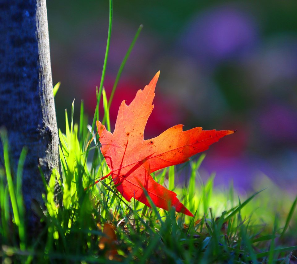 Обои трава, дерево, макро, краски, осень, лист, grass, tree, macro, paint, autumn, sheet разрешение 2048x1366 Загрузить