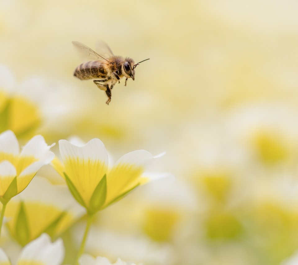 Обои цветы, макро, насекомое, пчела, flowers, macro, insect, bee разрешение 4150x2767 Загрузить