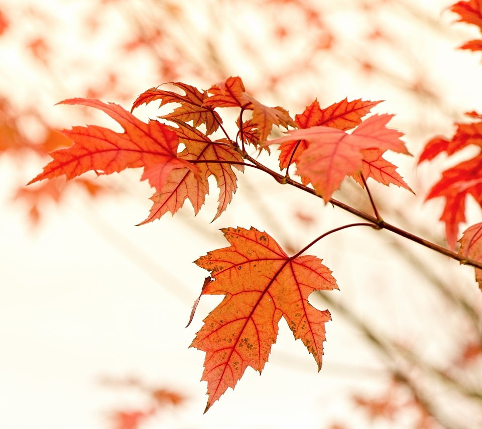 Обои природа, листья, осень, nature, leaves, autumn разрешение 2560x1600 Загрузить