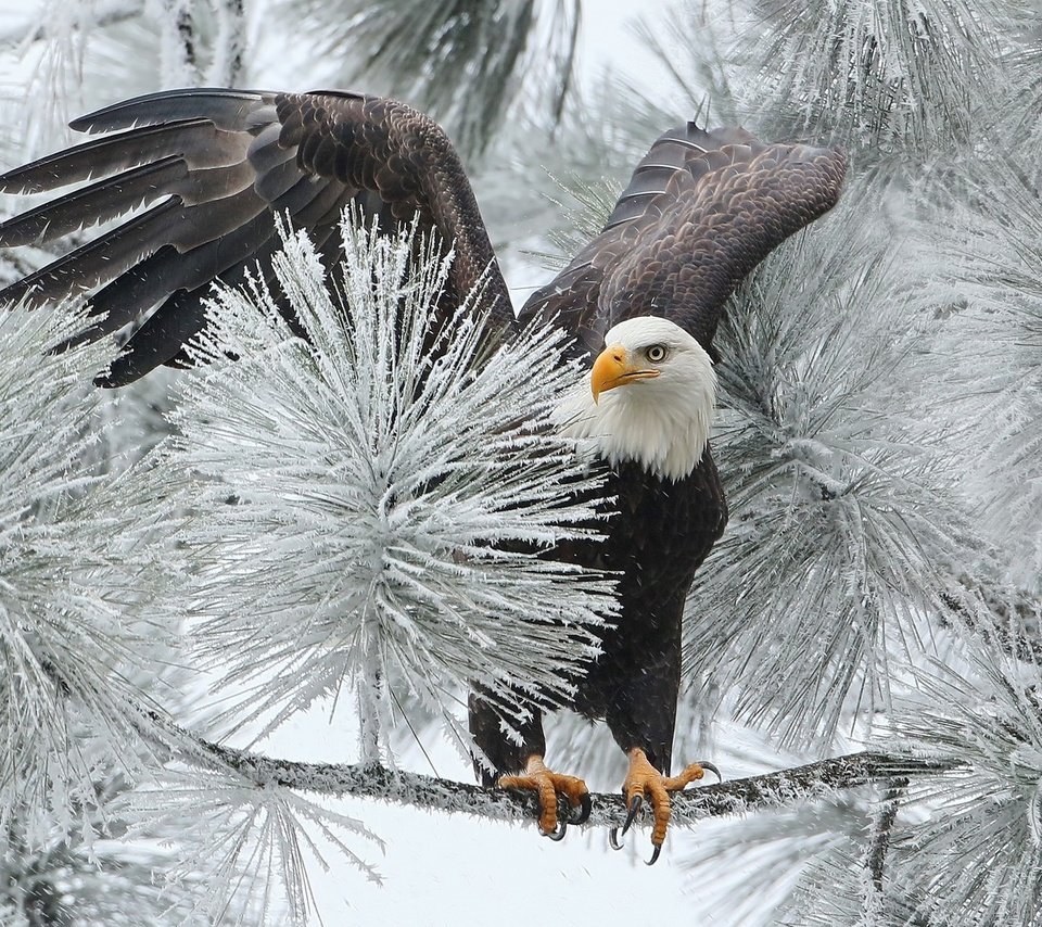 Обои ветка, зима, птица, орлан, ястреб, белоголовый, branch, winter, bird, orlan, hawk, bald разрешение 1920x1200 Загрузить