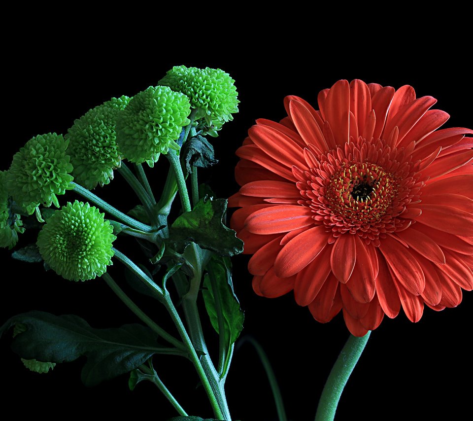 Обои цветы, макро, гербера, флора, flowers, macro, gerbera, flora разрешение 4943x3247 Загрузить