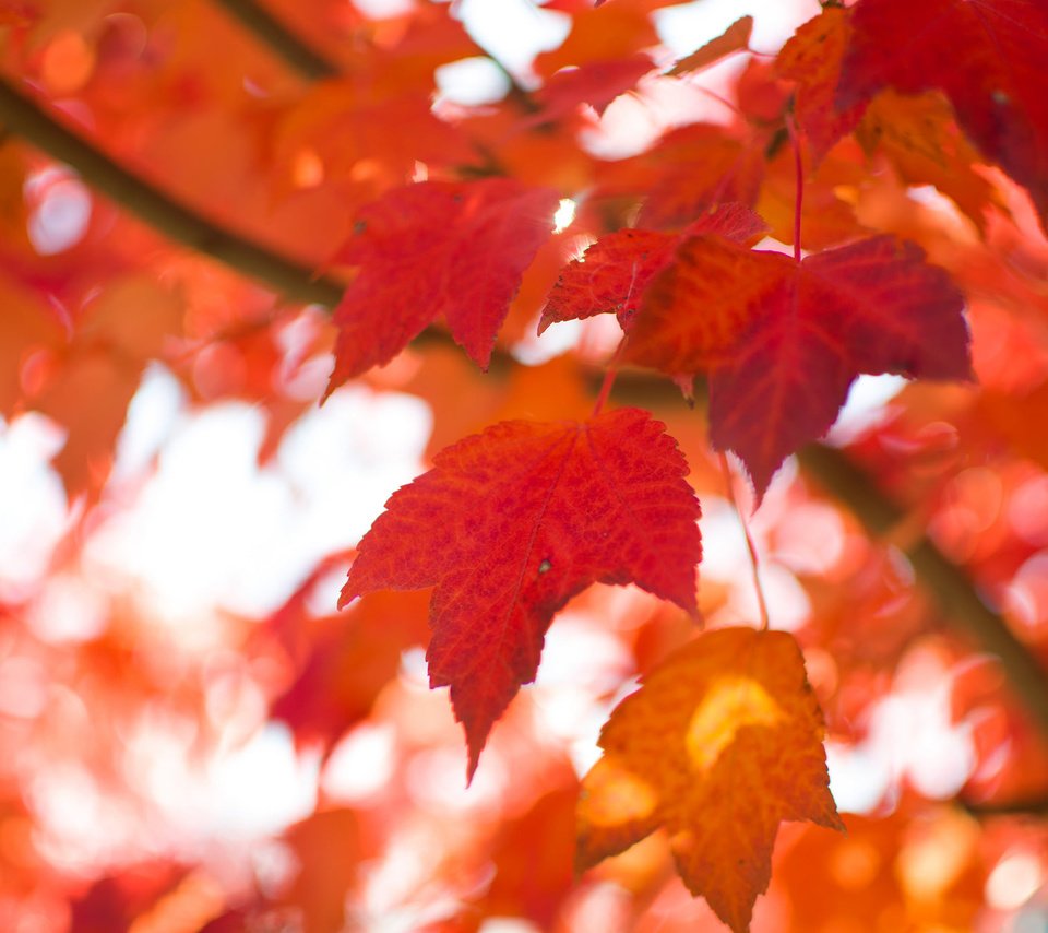 Обои природа, листья, макро, осень, размытость, nature, leaves, macro, autumn, blur разрешение 2048x1356 Загрузить