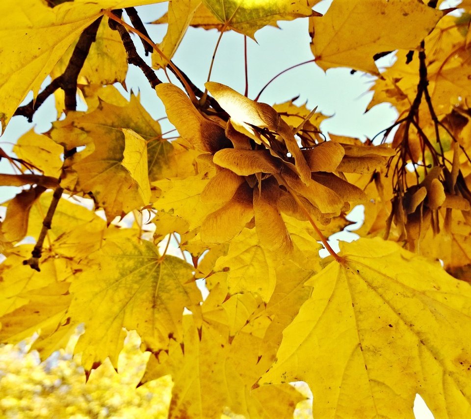 Обои природа, листья, осень, nature, leaves, autumn разрешение 3072x1728 Загрузить