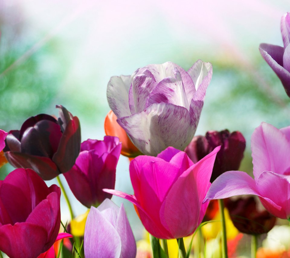 Обои цветы, бутоны, разноцветные, тюльпаны, цветочки, flowers, buds, colorful, tulips разрешение 1920x1080 Загрузить