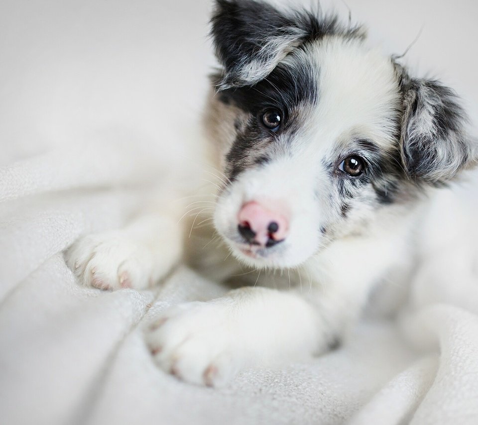 Обои морда, взгляд, собака, щенок, бордер-колли, face, look, dog, puppy, the border collie разрешение 2000x1235 Загрузить