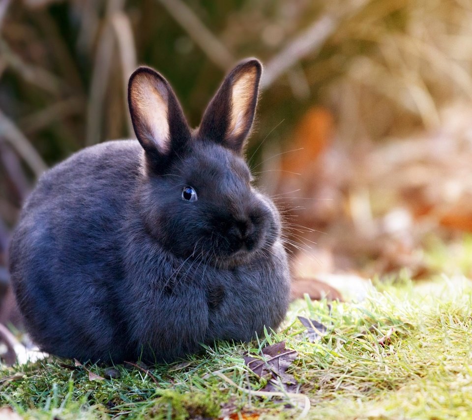 Обои трава, животно е, природа, животные, шерсть, кролик, уши, зайцы, заяц, grass, nature, animals, wool, rabbit, ears, rabbits, hare разрешение 2048x1474 Загрузить