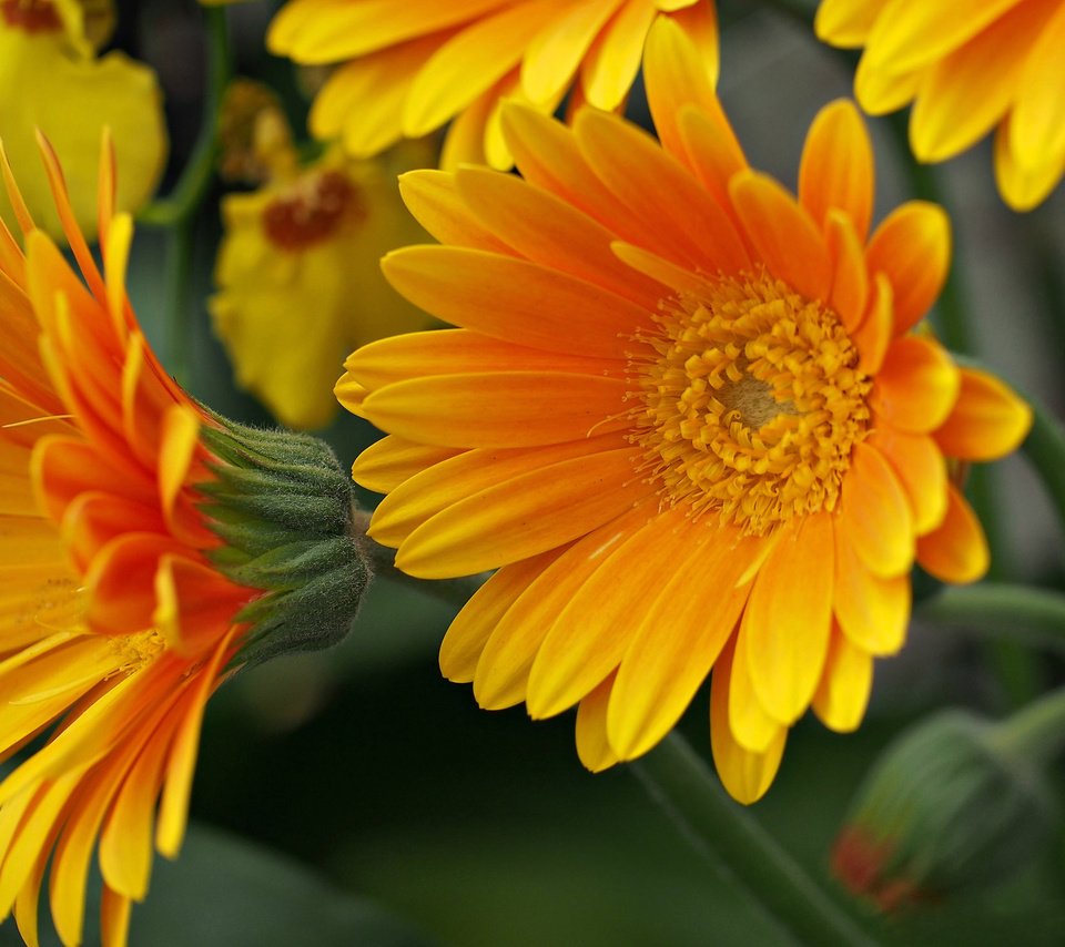 Обои цветы, макро, лепестки, желтые, flowers, macro, petals, yellow разрешение 2048x1462 Загрузить