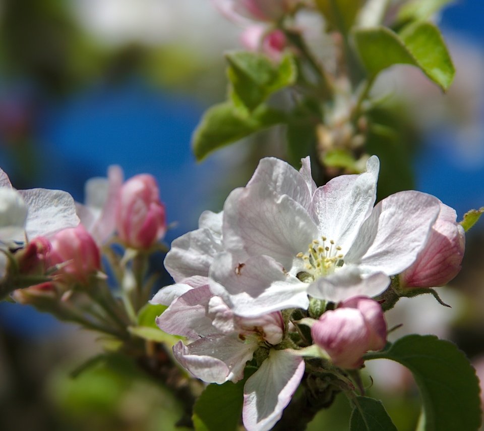 Обои ветка, дерево, макро, весна, яблоня, branch, tree, macro, spring, apple разрешение 2400x1599 Загрузить