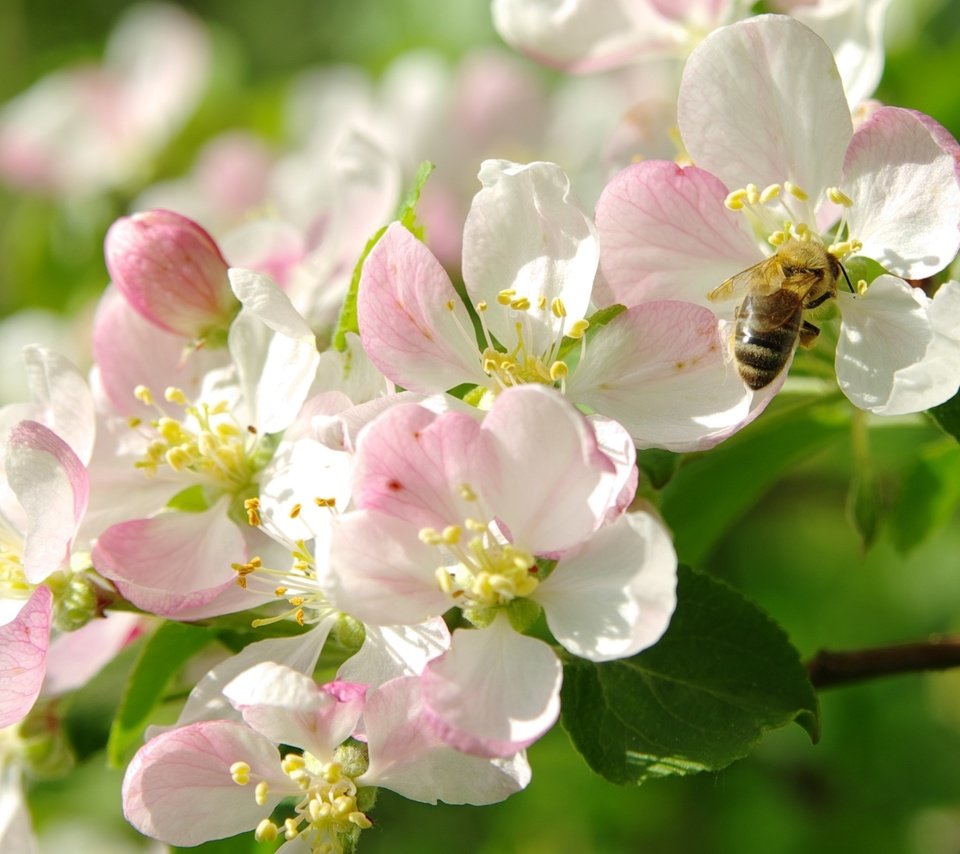 Обои цветение, макро, весна, яблоня, пчела, flowering, macro, spring, apple, bee разрешение 2000x1403 Загрузить