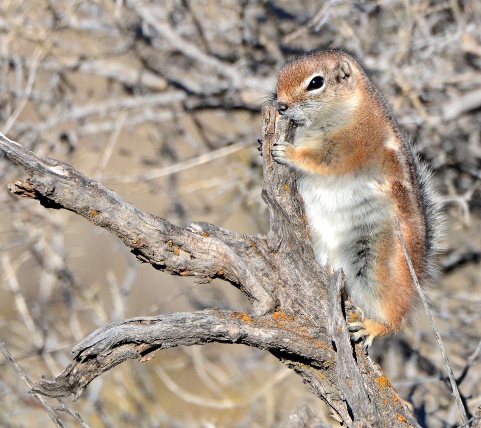 Обои коряга, суслик, белохвостый суслик, snag, gopher, white-tailed prairie dog разрешение 2880x1920 Загрузить