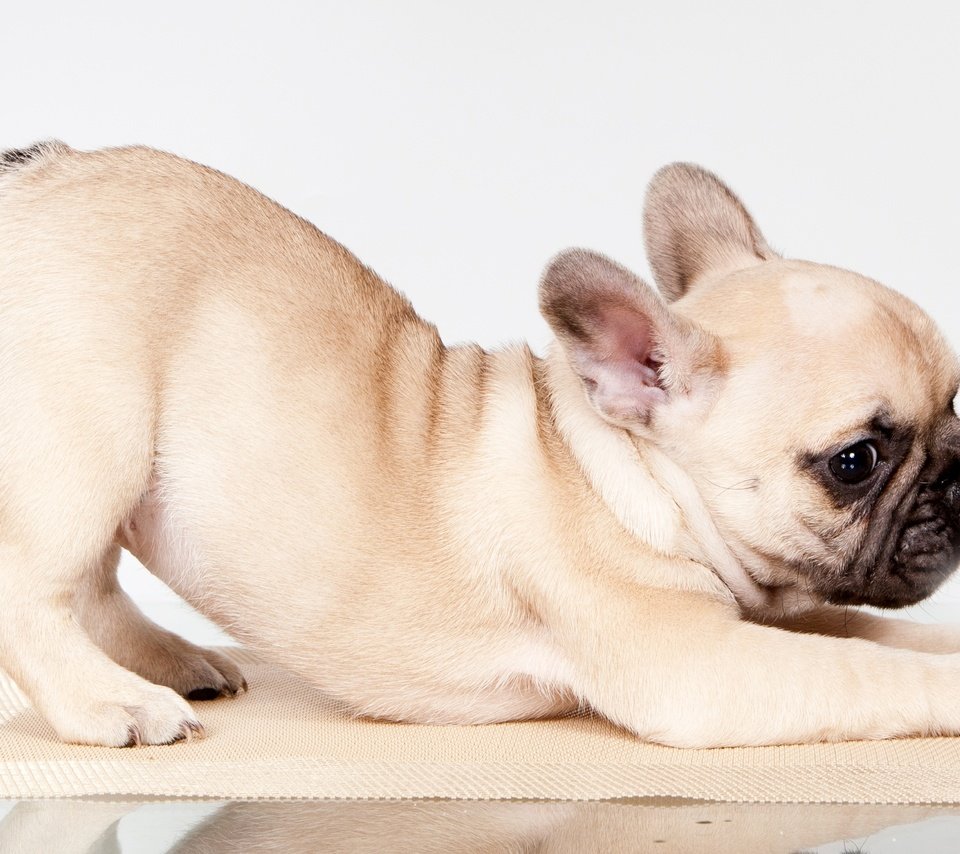 Обои поза, щенок, французский бульдог, pose, puppy, french bulldog разрешение 3000x1804 Загрузить