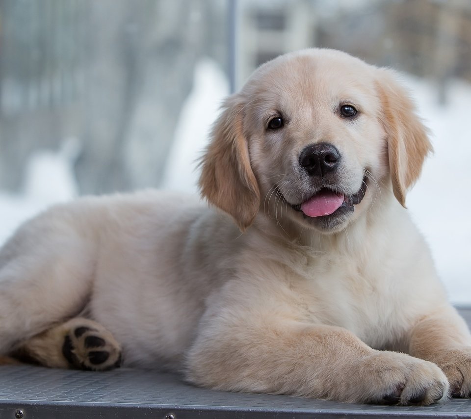 Обои щенок, золотистый ретривер, голден ретривер малыш, puppy, golden retriever, golden retriever baby разрешение 3000x1981 Загрузить