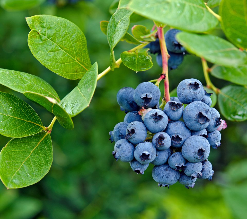 Обои листья, ягоды, лесные ягоды, черника, парное, черничный, leaves, berries, blueberries, fresh, blueberry разрешение 2880x1908 Загрузить