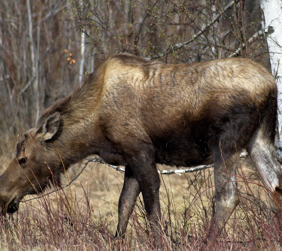 Обои природа, лес, лось, сухая трава, nature, forest, moose, dry grass разрешение 1920x1200 Загрузить