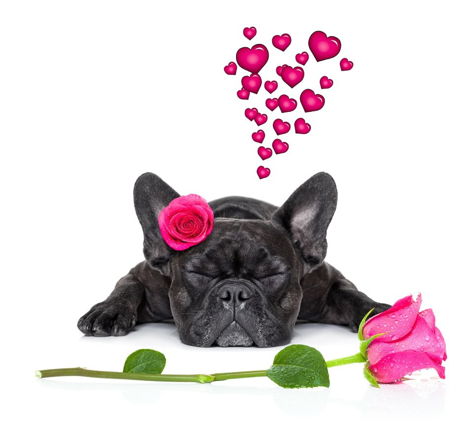 Обои розы, собака, сердце, французский бульдог, roses, dog, heart, french bulldog разрешение 6000x4000 Загрузить