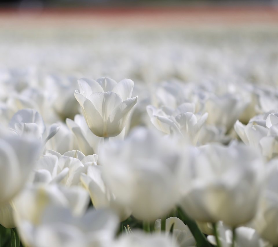 Обои цветы, фон, тюльпаны, flowers, background, tulips разрешение 4409x2939 Загрузить