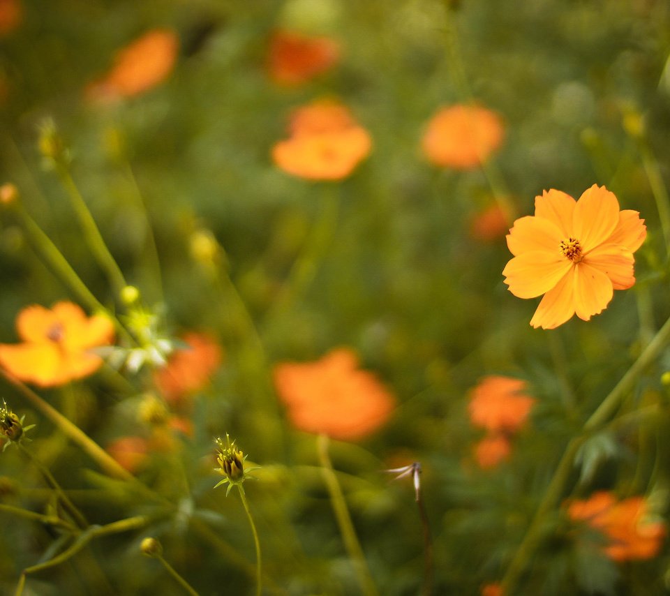 Обои цветы, лепестки, оранжевые, flowers, petals, orange разрешение 3088x2056 Загрузить