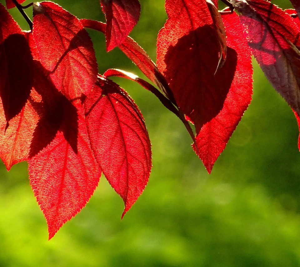 Обои листья, зелёный, фон, осень, красные, листик, leaves, green, background, autumn, red, leaf разрешение 3840x2160 Загрузить